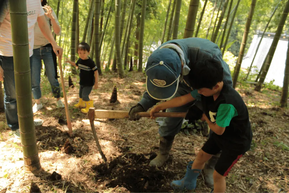 たけのこ掘り体験 たけのこ掘り体験